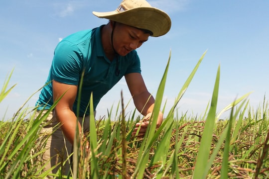 Sản xuất hạt giống nảy mầm sẵn