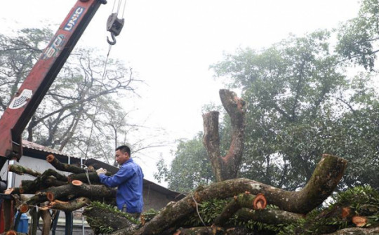 Ấn định thời gian mở phiên bán đấu giá lần 5 lô gỗ sưa trăm tỷ ở Hà Nội