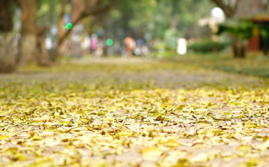Người Hà Nội nô nức checkin phố Phan Đình Phùng đón mùa lá rụng
