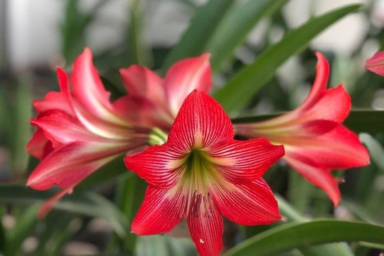 5 loại hoa đẹp nhưng rất độc, tuyệt đối không bày trong nhà