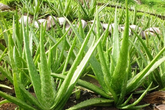 7 loại cây nên trồng trong nhà để thanh lọc không khí