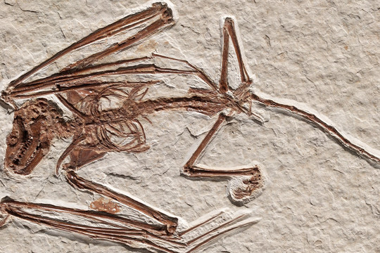 Hóa thạch dơi 52 triệu năm tuổi hé lộ nhiều sự thật kỳ lạ