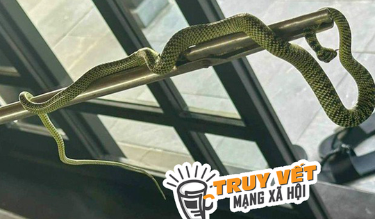 Resort ở Quảng Nam nói gì về vụ rắn bò trong phòng thuê 60 triệu đồng/đêm?