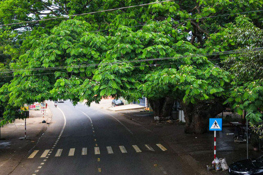 Tiếng ve rền trên hai cây điệp khổng lồ ở Lâm Đồng