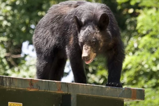 Tại sao gấu đen thích nấp trong thùng rác