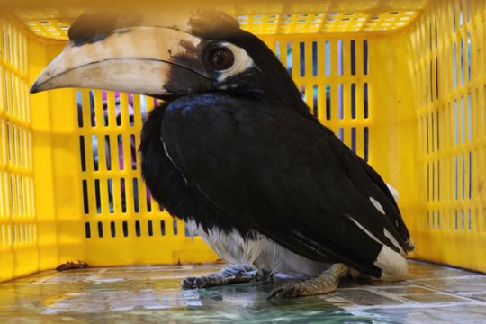 Con chim lạ bị bắt khi đậu trên nhà dân ở Gò Vấp, TP.HCM