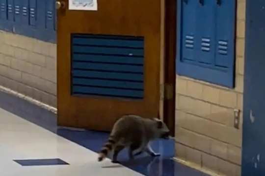 Gấu mèo xâm chiếm trường học Mỹ