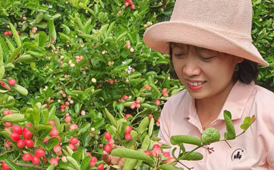 Trồng loại cây “lạ”, người phụ nữ Ninh Thuận thu lãi cả trăm triệu