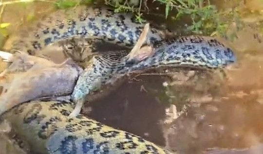 Video trăn anaconda thiệt mạng vì ăn nhầm con mồi khó xơi