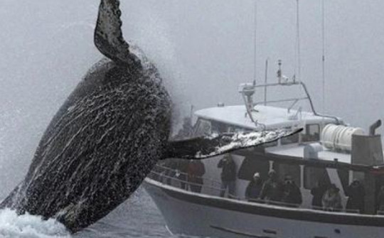 Cảnh tượng ngỡ chỉ có trong phim bất ngờ xuất hiện ở vùng biển gần Vịnh Monterey khiến nhiều người sửng sốt
