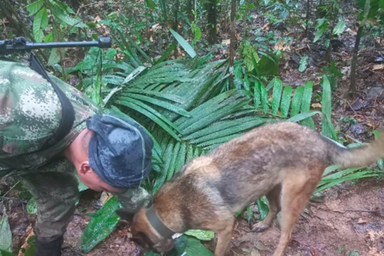 Bốn đứa trẻ Colombia sống sót trong rừng rậm suốt 2 tuần sau tai nạn máy bay