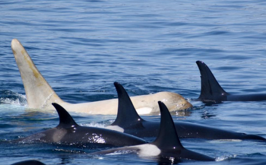Cá voi sát thủ màu trắng cực hiếm gặp lộ diện ở ngoài khơi Nhật Bản