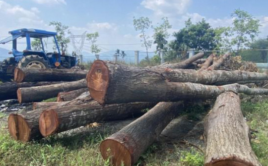 Người dân bức xúc vì huyện cho đốn hạ hàng chục cây xanh giữa mùa nóng