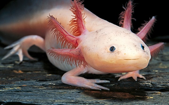 15 câu đố càng làm càng “hăng”, thách thức trí tuệ của tất cả mọi người