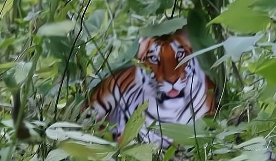 Đặt 3 bẫy camera thu thập hình ảnh thú hoang dã nghi là hổ ở Lâm Đồng