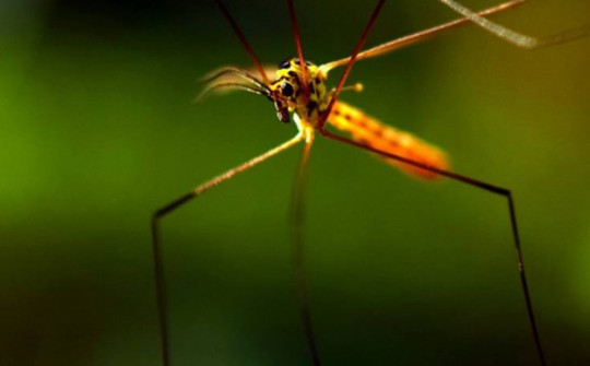 Những mẹo hay đuổi muỗi hiệu quả trong mùa hè, phòng tránh bệnh sốt xuất huyết