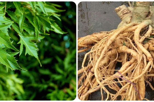 Chuyên gia Đông y nêu tác hại và lợi ích của lá, rễ đinh lăng