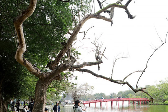 Hà Nội ấn định ngày chặt 3 cây sưa chết ở khu vực hồ Hoàn Kiếm