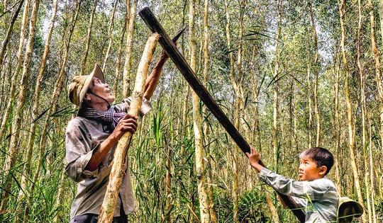 Gác kèo ong - chuyện cổ tích có thật ở rừng U Minh - Kỳ 2: Bí quyết chọn trảng, gác kèo