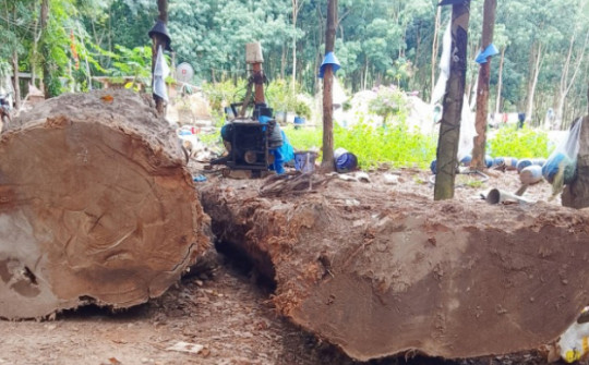Vụ vớt gỗ lạ ở Kon Tum: Sau 1 năm vẫn chưa xác lập quyền sở hữu toàn dân