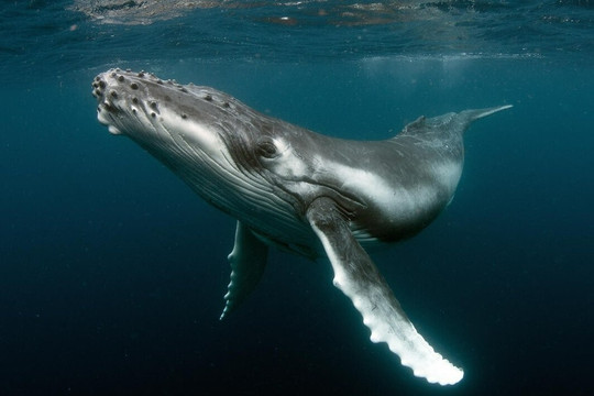 Thực hư cá voi có thể tránh được bệnh ung thư?