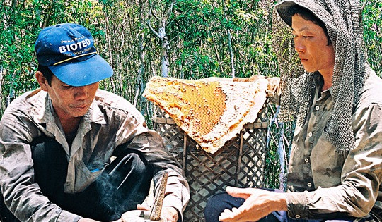 Gác kèo ong - chuyện cổ tích có thật ở rừng U Minh - Kỳ 3: Bí quyết săn mật ong rừng U Minh