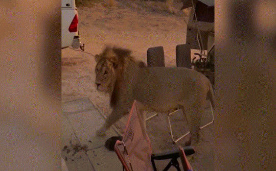 Video: Sư tử từ từ tiến lại gần, nhóm người cắm trại ứng phó khôn khéo