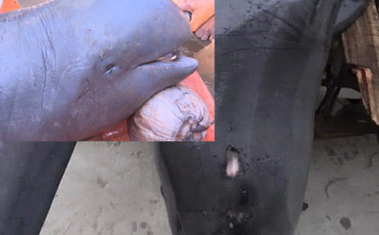 Nóng trong tuần: Ngư dân Thanh Hóa bắt được cá lạ nghi đã tuyệt chủng