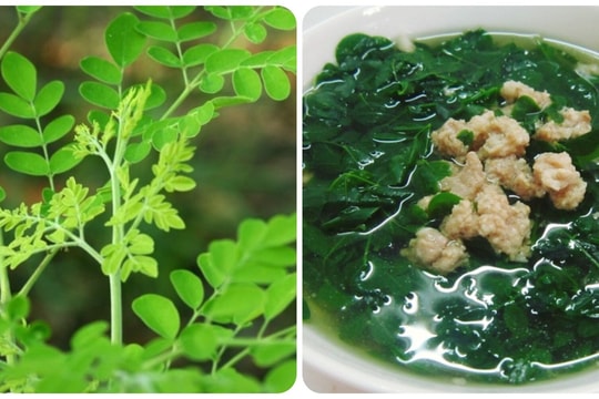 Những tác dụng của lá chùm ngây có thể bạn chưa biết