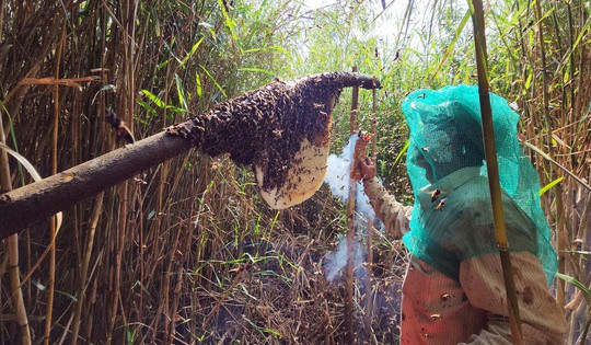 Gác kèo ong - chuyện cổ tích có thật ở rừng U Minh - Kỳ 4: Những đoàn phong ngạn đi theo gió rừng