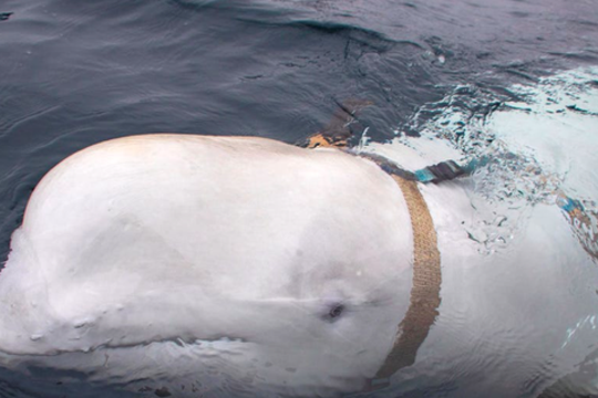 Cá voi ‘gián điệp’ của Nga tái xuất ở Thuỵ Điển khiến khoa học bối rối