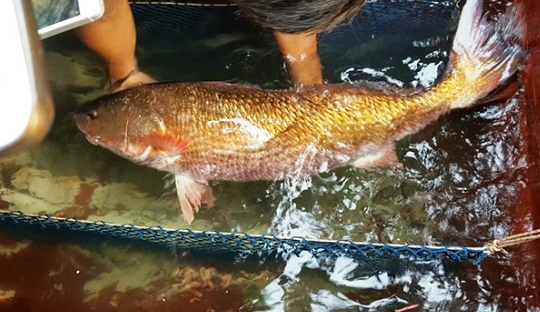 Việt Nam có loài cá đặc sản đắt đỏ bậc nhất, trong bụng chứa một thứ quý như vàng
