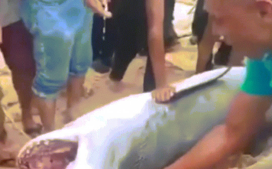 Khoảnh khắc kinh hoàng du khách bị cá mập ăn thịt