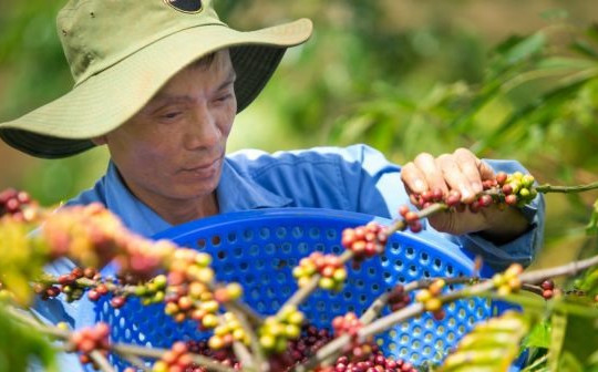 Cà phê robusta ngày càng được ưa chuộng: Lo ngại giá cả tăng vì thời tiết khắc nghiệt