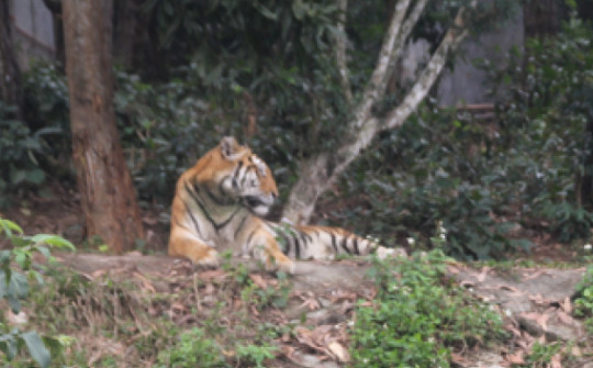 Tin tức 24h qua: Nhìn thấy 2 con vật nghi là hổ, người dân hoảng sợ bỏ chạy