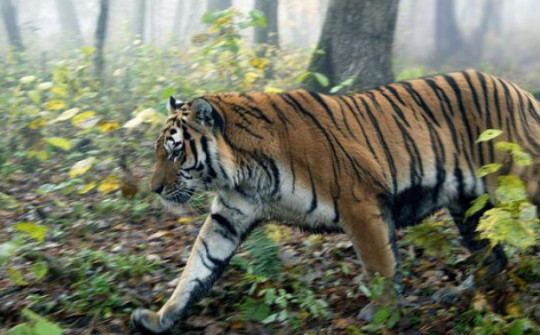 Vụ người dân bỏ chạy khi nhìn thấy 2 cá thể nghi là hổ: Kết quả xác minh