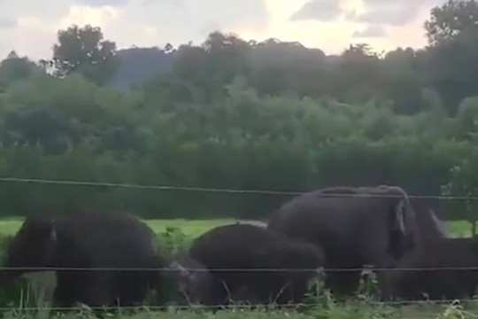 Clip xuất hiện đàn voi tại đồi Đá Trắng, Đồng Nai