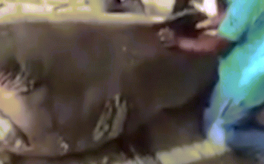 Video: Cách Ai Cập xử lý xác cá mập ăn thịt thanh niên đang tắm biển