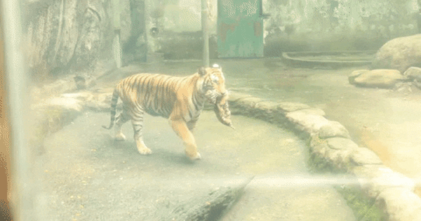 Thảo Cầm Viên Sài Gòn làm đầy tháng cho 2 con hổ