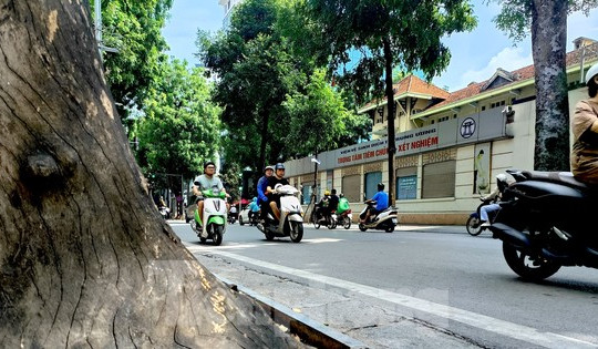 Hà Nội: Nhiều cây xanh chết khô, mục ruỗng gốc chờ đổ mùa mưa bão