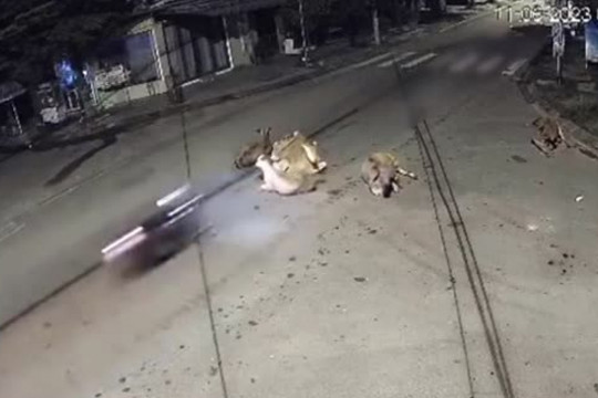 Clip: Phóng xe máy tông vào đàn bò nằm giữa ngã tư, tài xế gặp họa đáng sợ