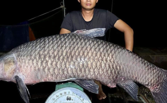 Cần thủ bán cá trắm đen nặng 41kg với số tiền “khủng”