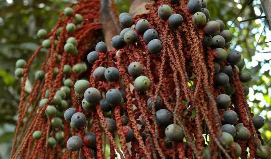 Loại hạt trở thành 'vũ khí bí mật' giúp 4 em nhỏ sinh tồn 40 ngày trong rừng