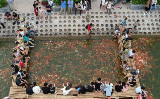 Đàn cá Koi hàng nghìn con thả ở hồ Đầm Đông, người dân Hà Nội tấp nập đến cho ăn