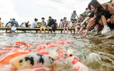 Người dân kéo đến trải nghiệm tại hồ cá Koi lớn nhất Hà Nội