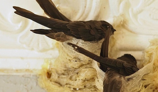 Việt Nam nuôi loài chim 'nhả vàng', cho ra siêu thực phẩm nổi tiếng thế giới: Có nước chi hàng nghìn tỷ đồng mua ăn