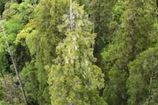 Cây khổng lồ cao hơn tượng Nữ thần Tự do mọc ở hẻm núi sâu nhất thế giới
