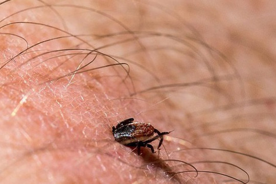 Mùa hè cảnh giác với các côn trùng gây bệnh nguy hiểm cho người