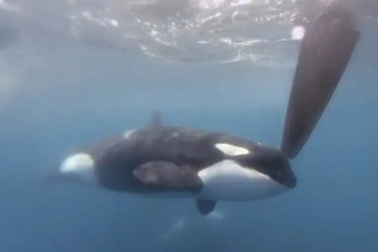 VIDEO: ‘Rùng mình’ cảnh bầy cá voi sát thủ tấn công nhóm đua thuyền