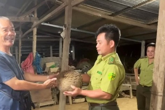 Người dân giao nộp con tê tê ‘khủng’ cho Vườn quốc gia Cát Tiên